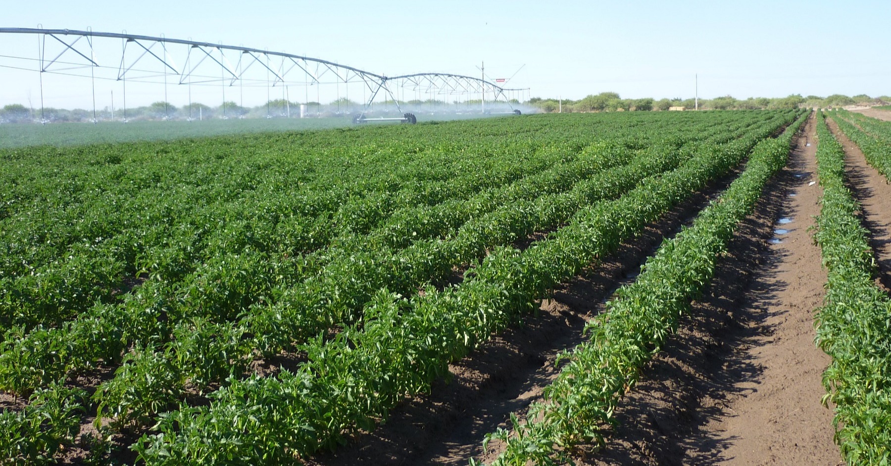 Approaches In Potato Breeding: Objectives In Different Environments